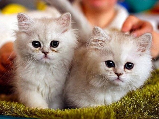 Породы кошек в Приморске | ЗооТом портал о животных