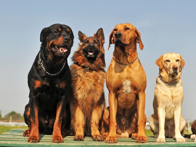 Крупные породы собак в Приморске | ЗооТом портал о животных
